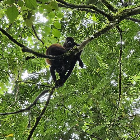 Bewak Cr Hotel Tortuguero Luaran gambar
