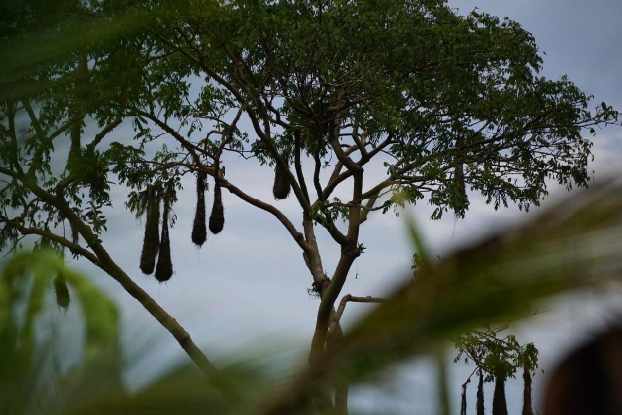 Bewak Cr Hotel Tortuguero Luaran gambar