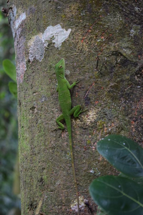 Bewak Cr Hotel Tortuguero Luaran gambar