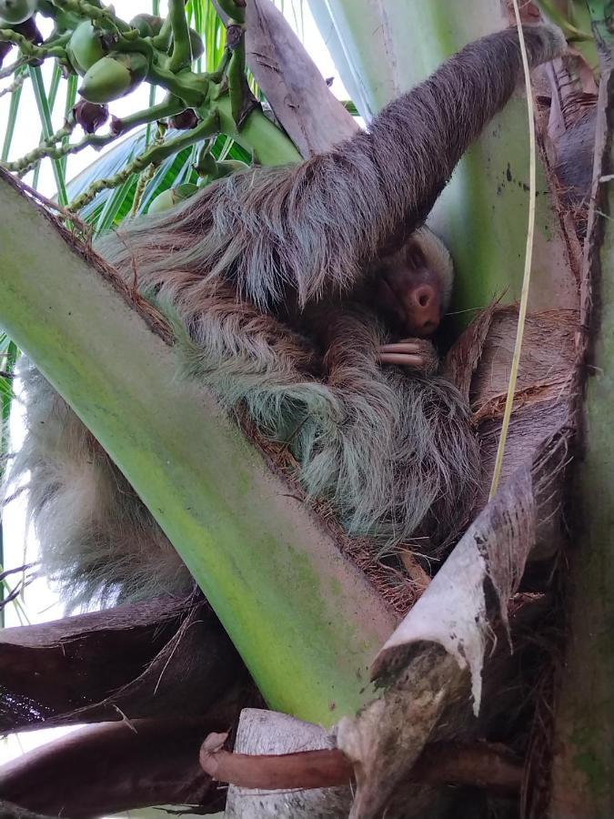 Bewak Cr Hotel Tortuguero Luaran gambar