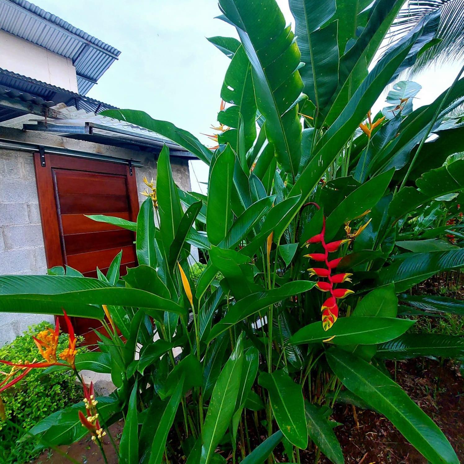Bewak Cr Hotel Tortuguero Luaran gambar