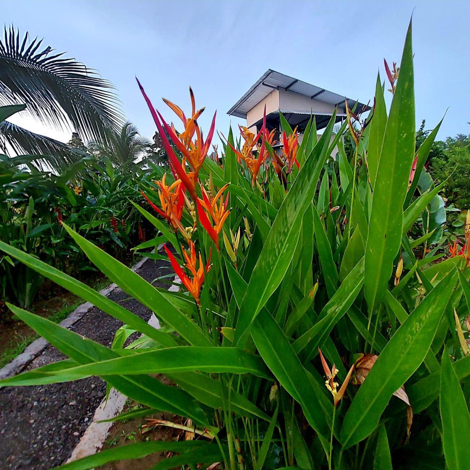 Bewak Cr Hotel Tortuguero Luaran gambar