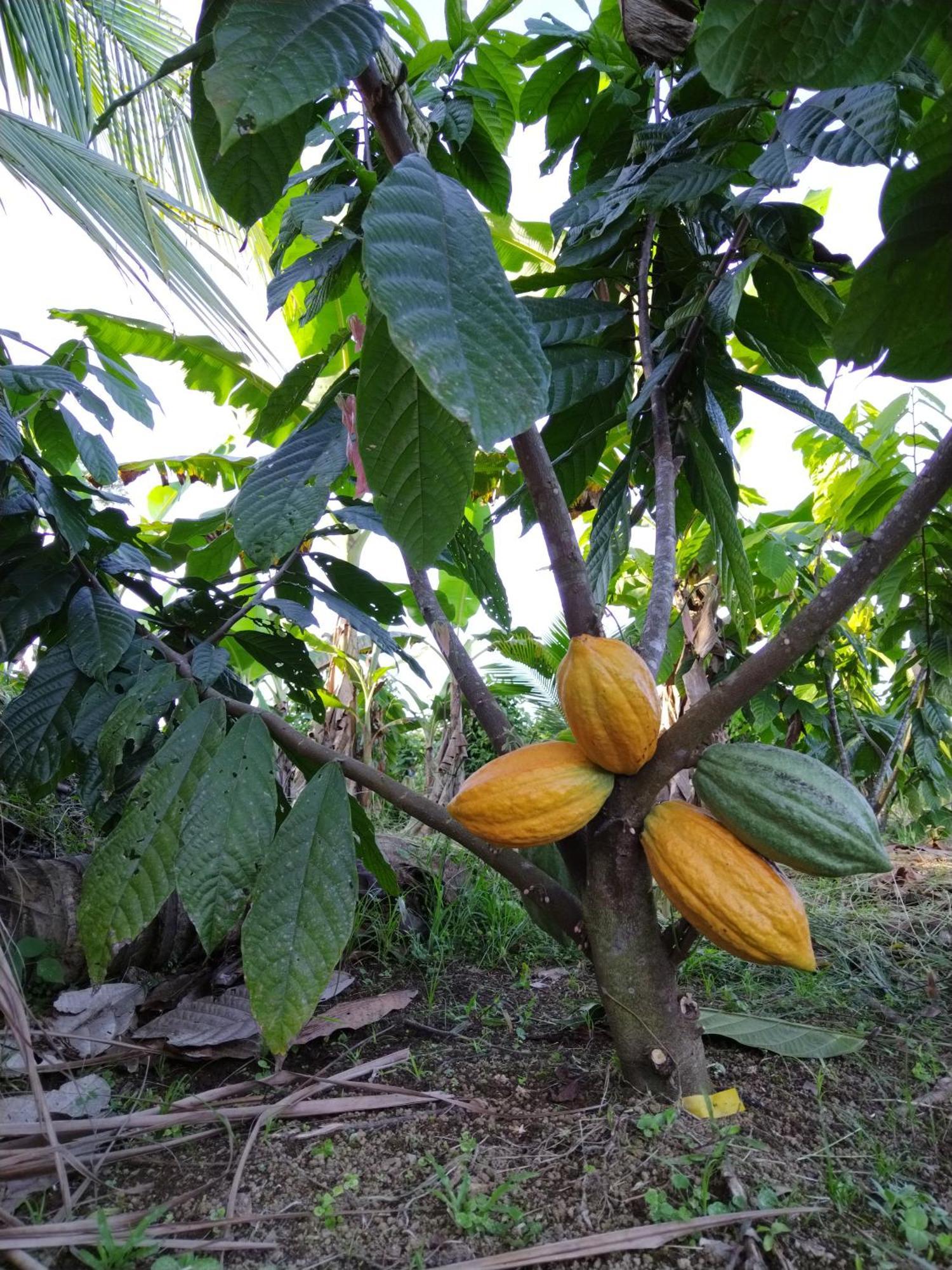 Bewak Cr Hotel Tortuguero Luaran gambar