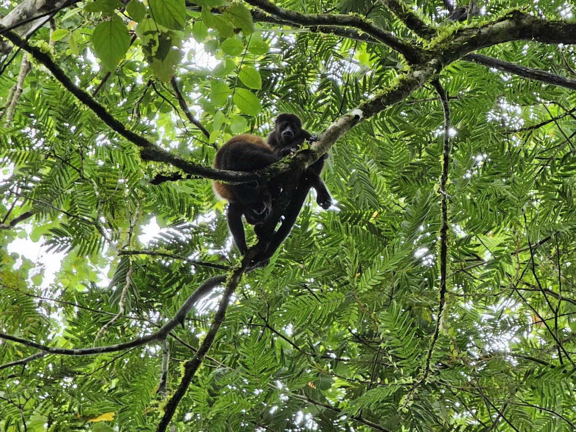 Bewak Cr Hotel Tortuguero Luaran gambar
